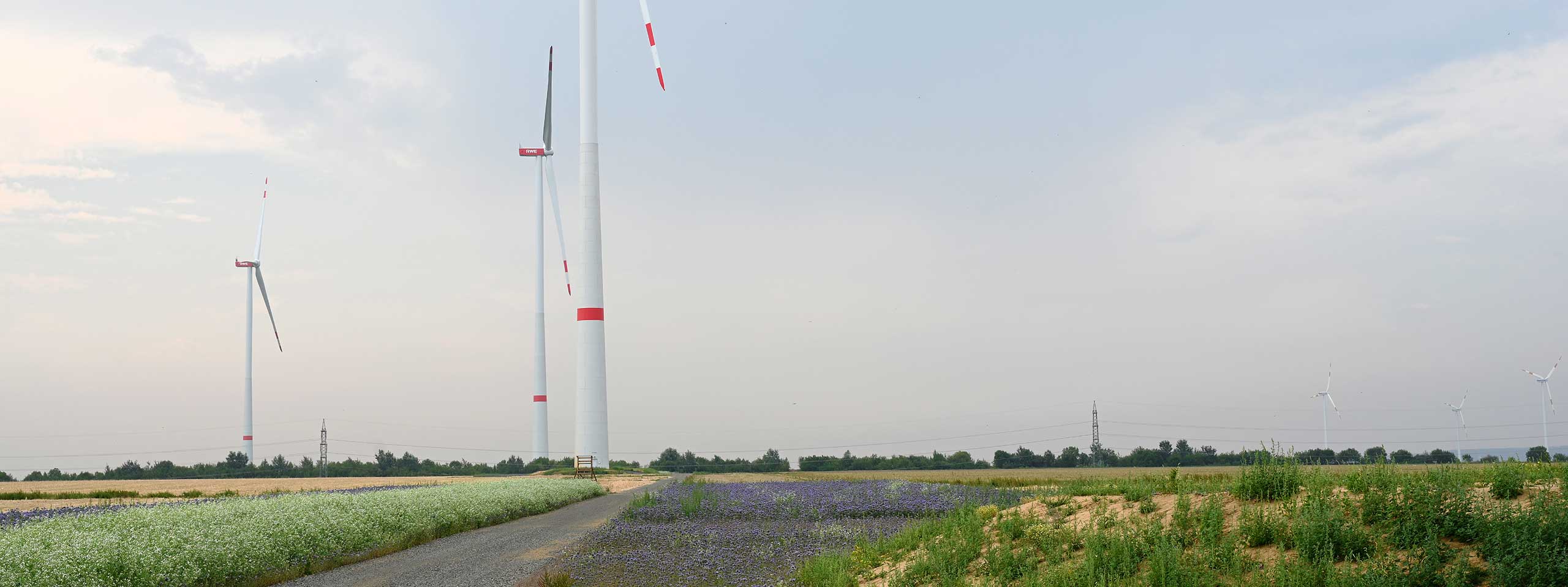 Wind turbines stand amid blooming fields and a grey sky in a rural setting.