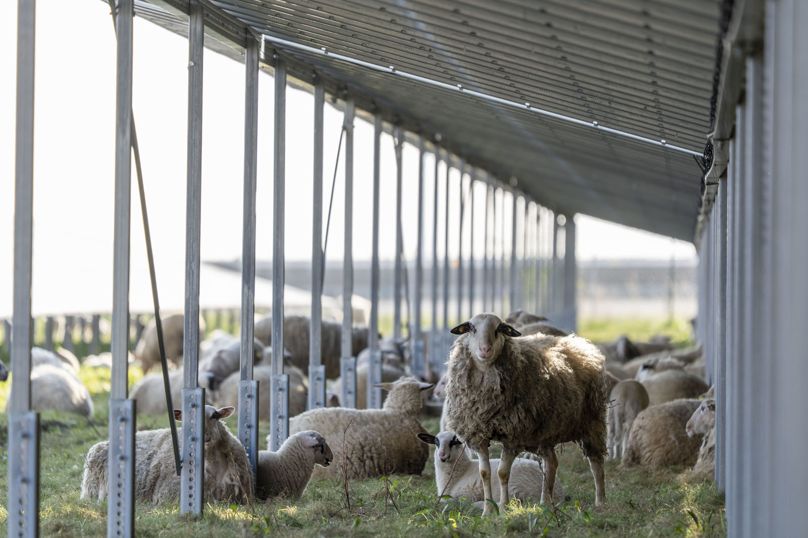 Schafe und Lämmer unter erhöhten Solarmodulen und Metallrahmen