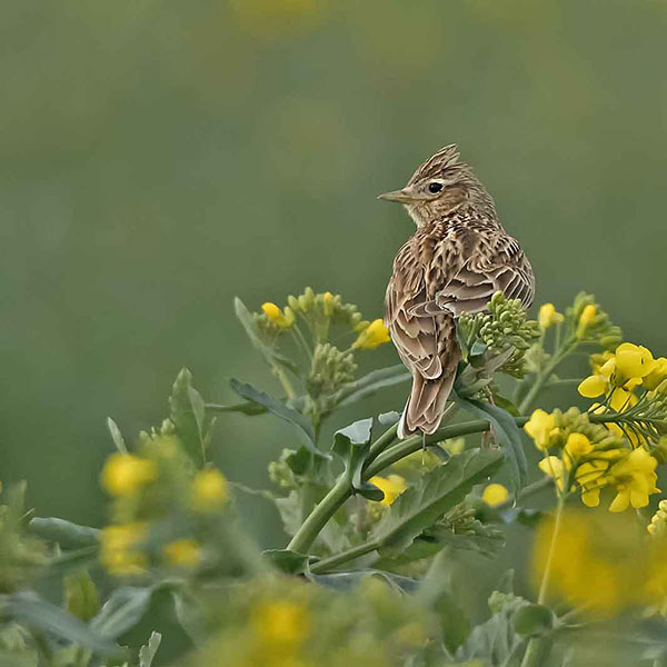 Ein kleiner Vogel sitzt auf einer Pflanze mit gelben Blumen. Sein Gefieder hat ein braunes Muster.