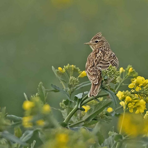 Ein kleiner Vogel sitzt auf einer Pflanze mit gelben Blumen. Sein Gefieder hat ein braunes Muster.