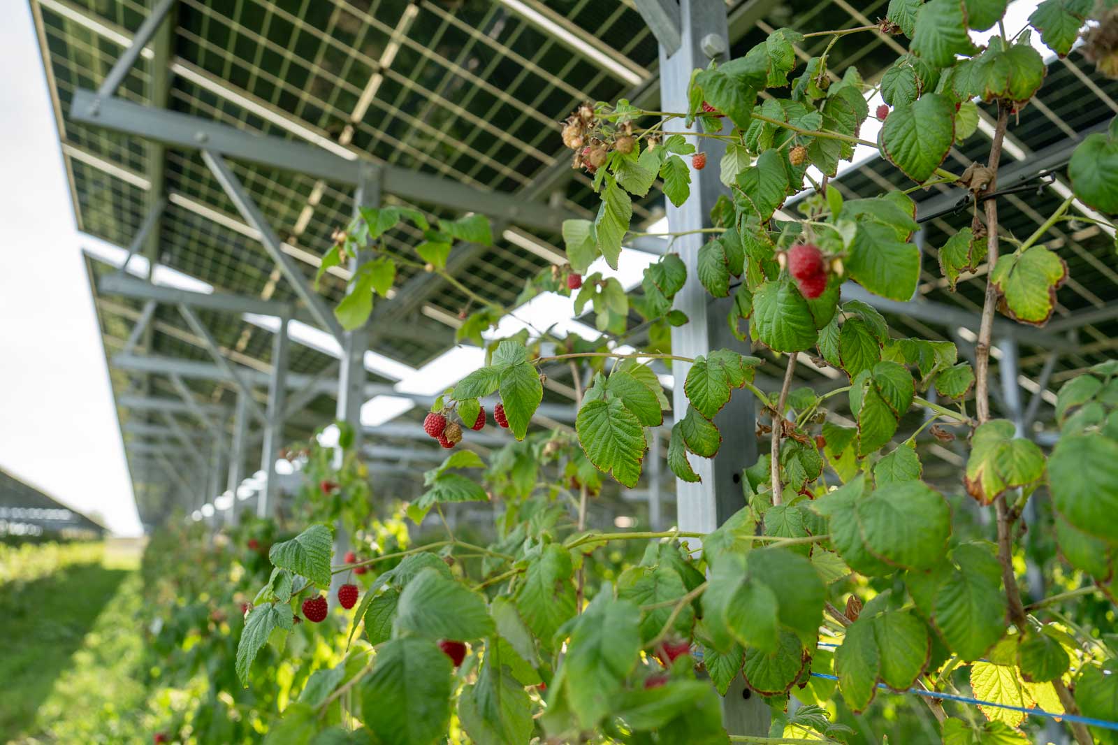 Eine Nahaufnahme von Himbeerpflanzen, die unter Solarpanelen wachsen, mit reifen roten Beeren und üppigen grünen Blättern.