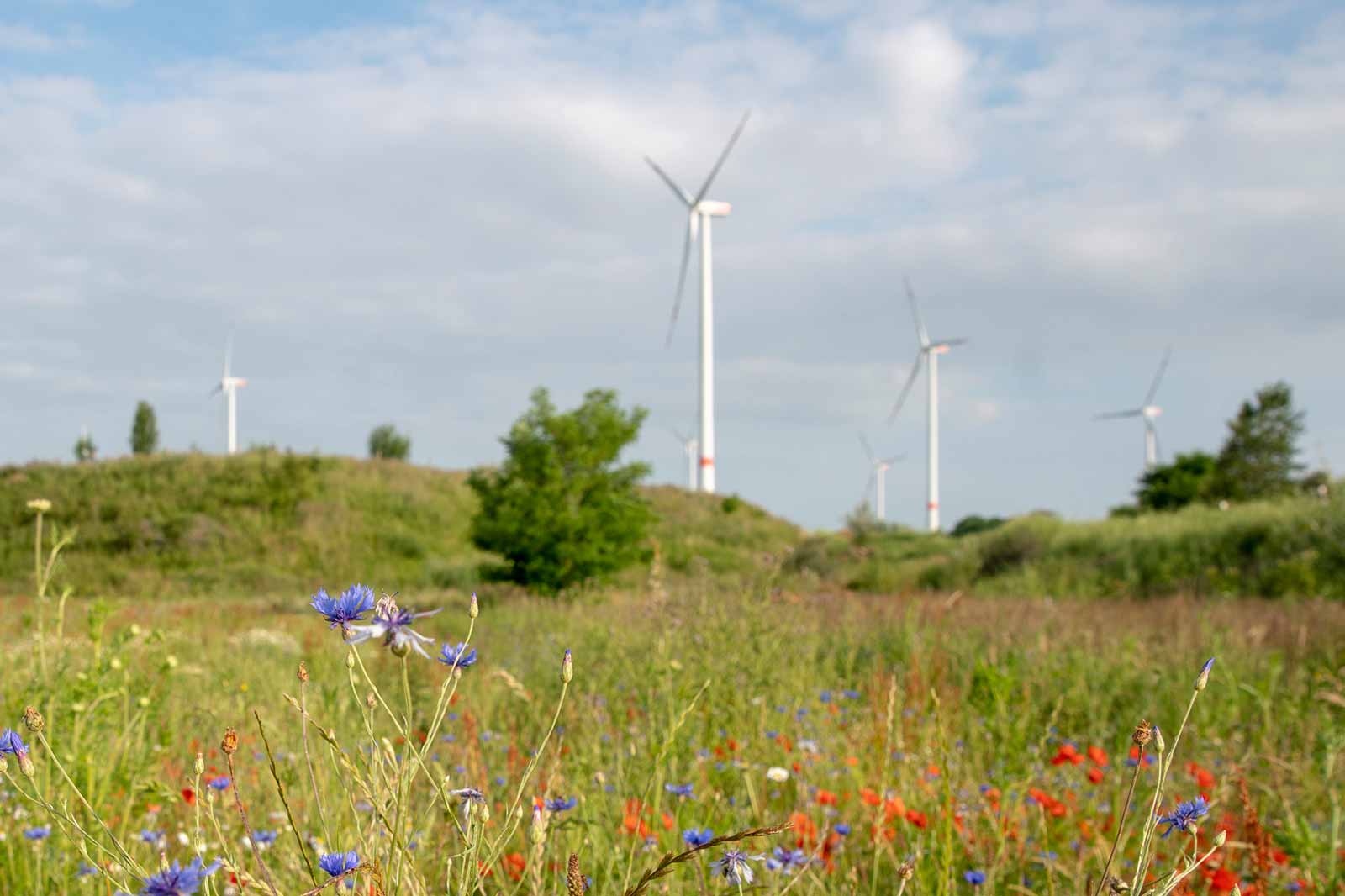 Bunte Wildblumen vor Windkraftanlagen in einer grünen Landschaft unter einem bewölkten Himmel.