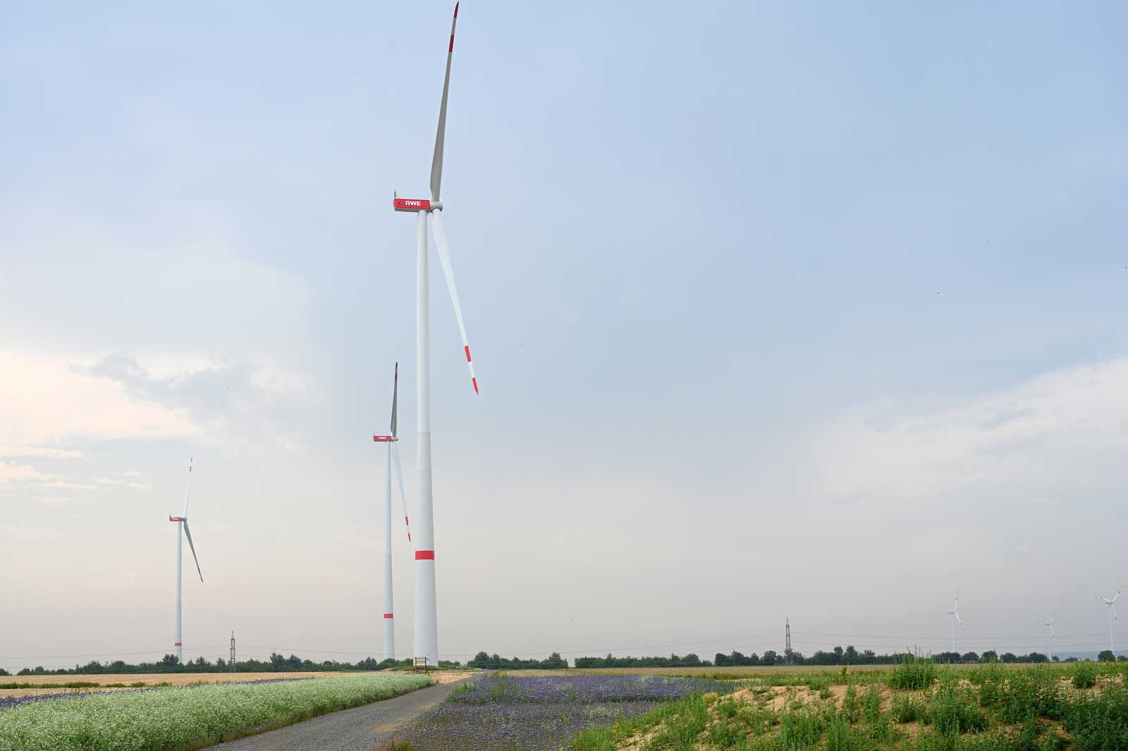 Eine Landschaft mit mehreren Windkraftanlagen vor einem bewölkten Himmel, einem Feldweg und blühenden Pflanzen.