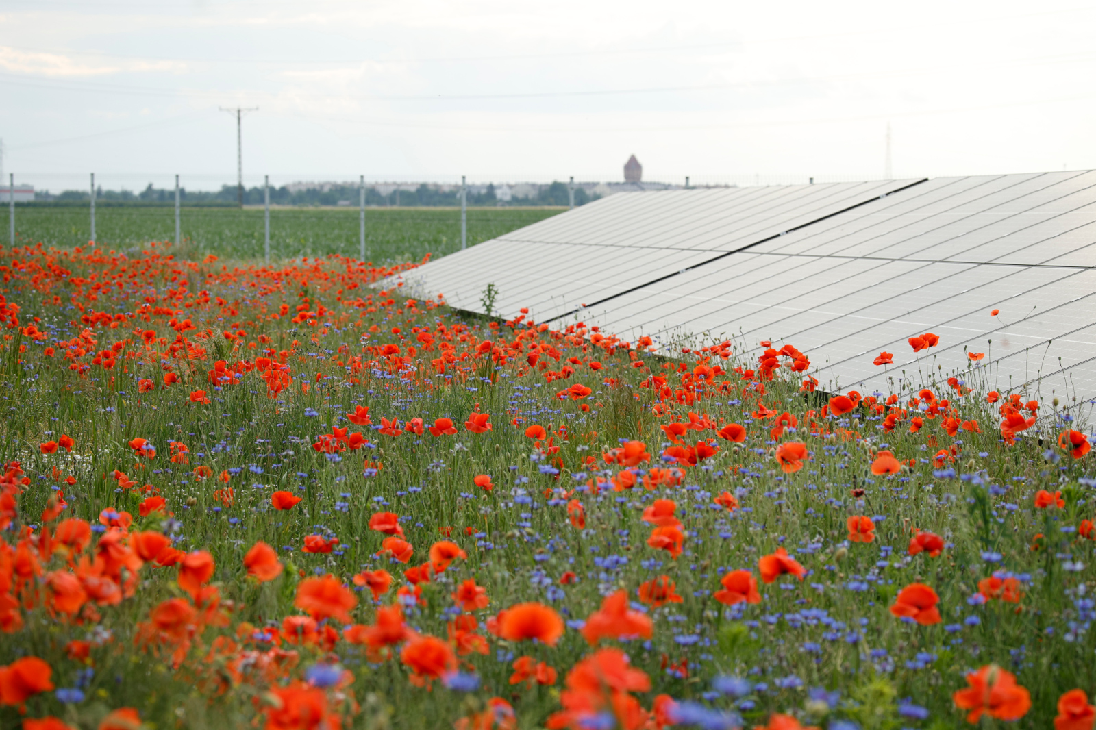 RWE Image