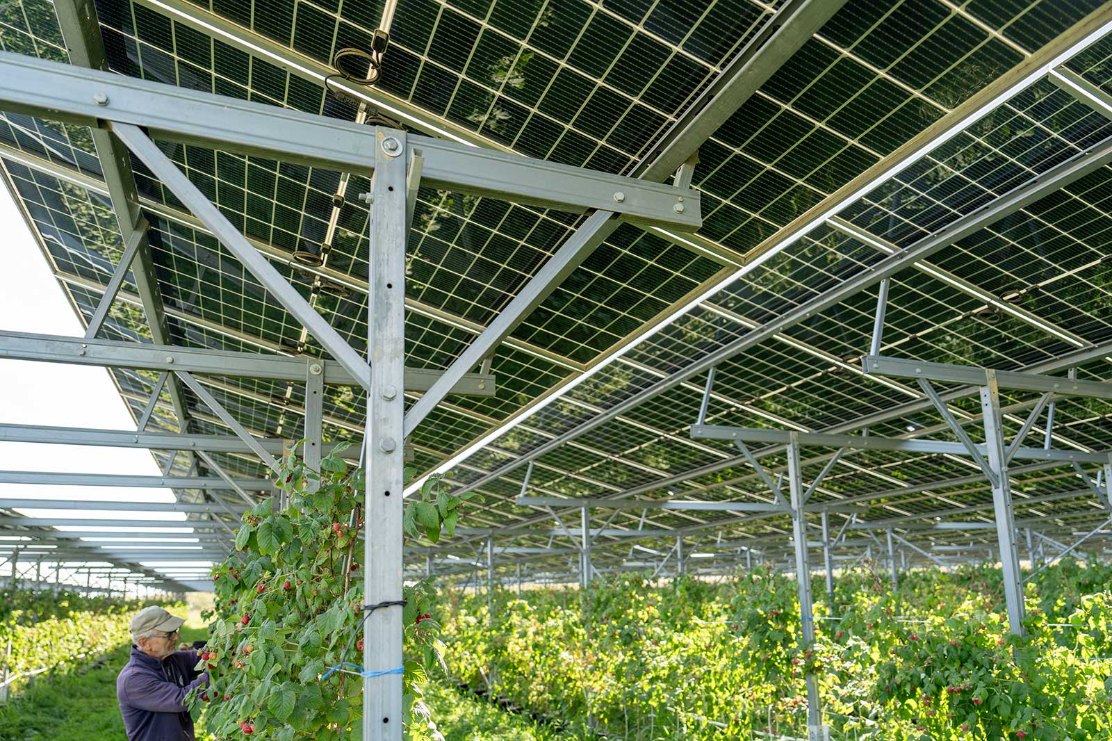 Ein Mann erntet Himbeeren unter Solarplatten in einem Gewächshaus mit üppigem Grün im Hintergrund.