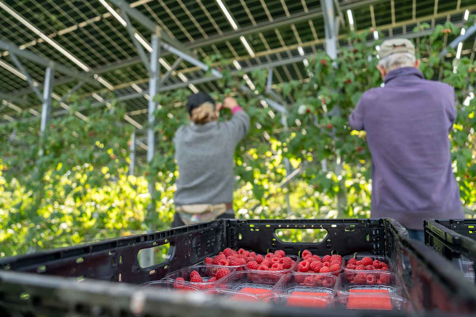 Zwei Personen ernten Himbeeren unter einem Solarpanel, während frische Himbeeren in transparenten Behältern auf einem Tisch liegen.