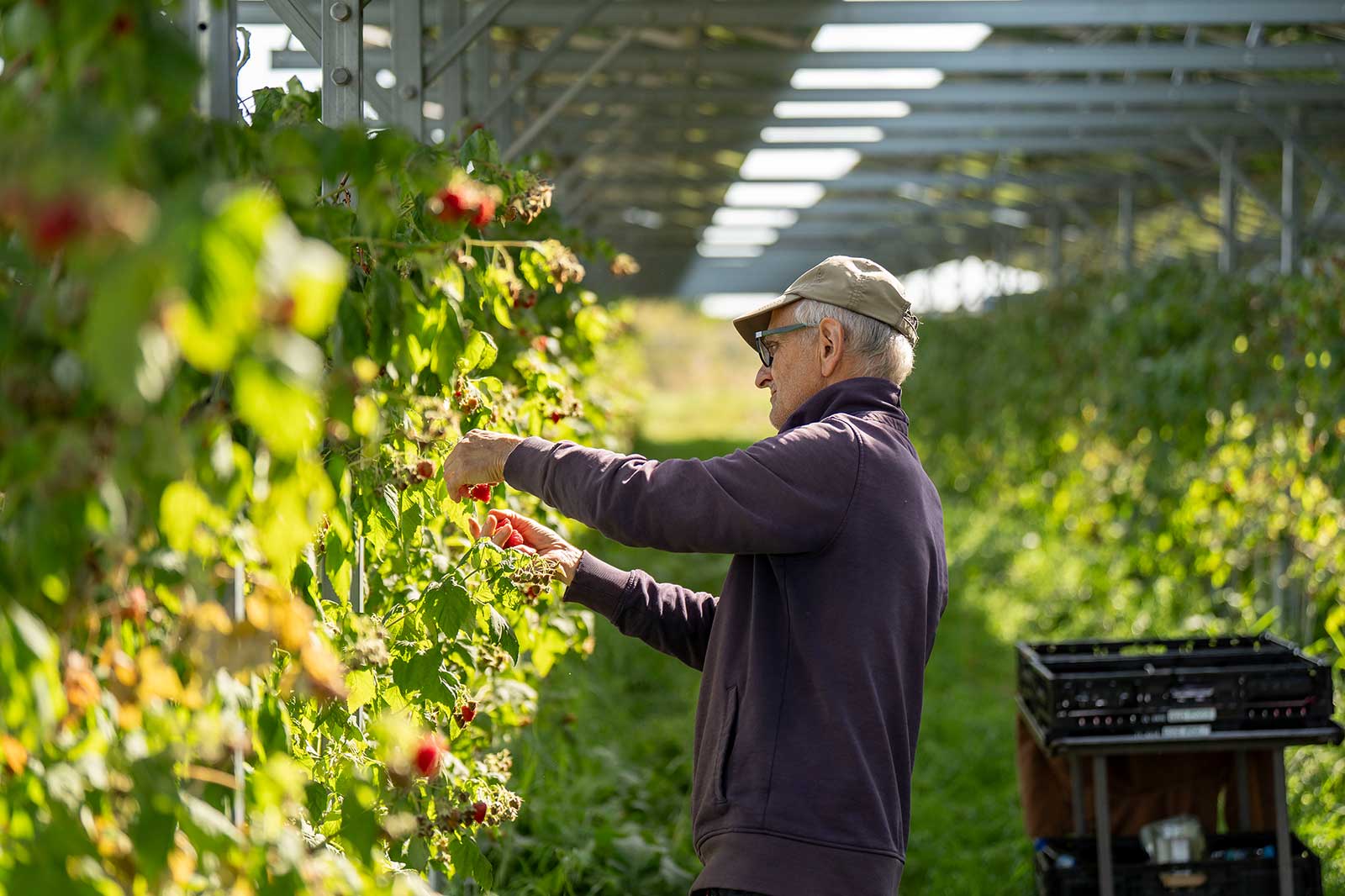 Ein Mann pflückt frische Himbeeren in einem Gewächshaus, umgeben von grünen Pflanzen und einer Kiste zur Ernte.