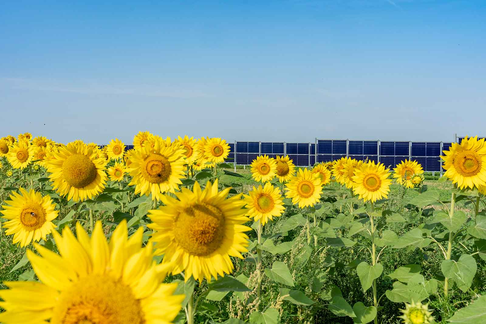 Ein Feld mit Sonnenblumen im Vordergrund und Solarpanels im Hintergrund unter einem klaren blauen Himmel.