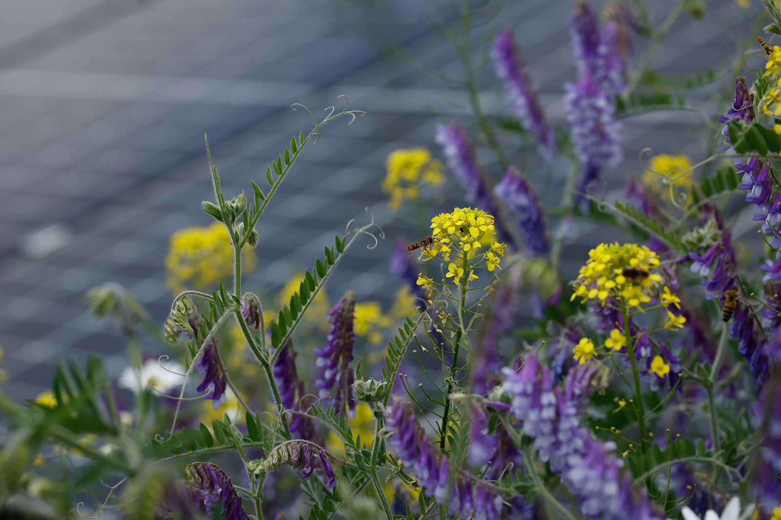 Die Blüten aus gelben und lilafarbenen Pflanzen blühen vor einer Oberfläche mit Solarpanelen im Hintergrund.