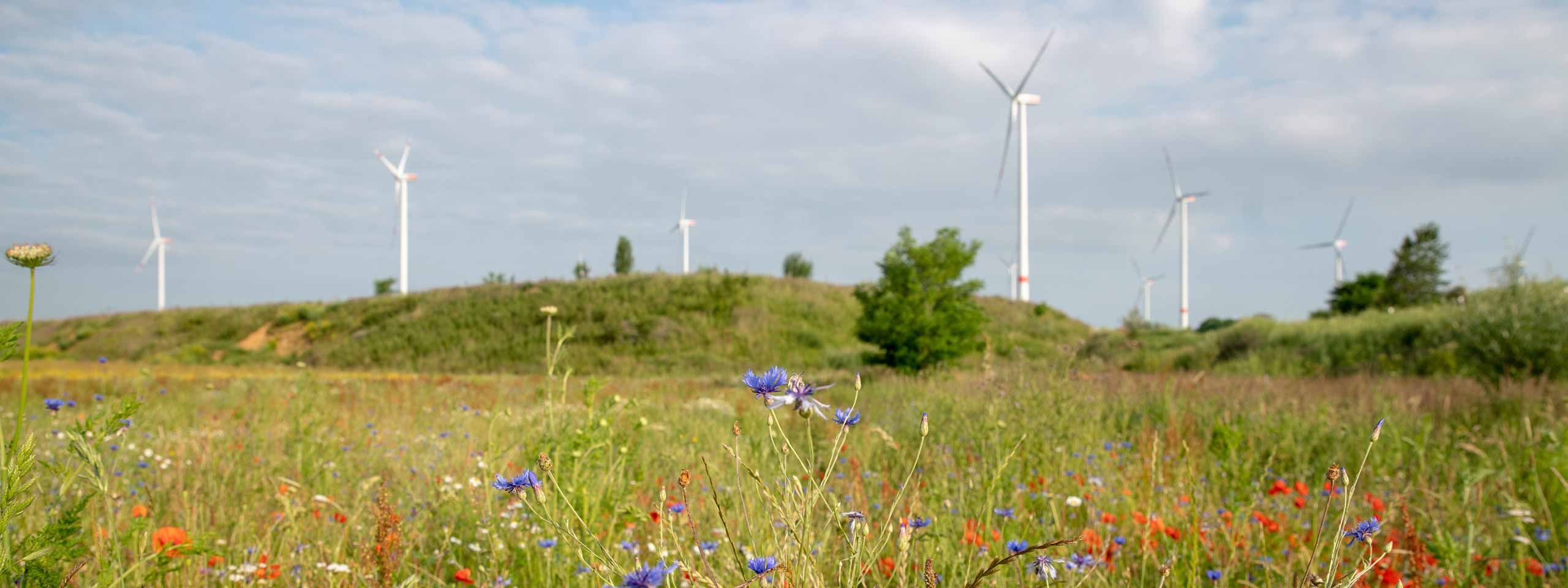 Eine lebhafte Wiese mit blauen und roten Blumen, Windkraftanlagen im Hintergrund unter einem bewölkten Himmel.